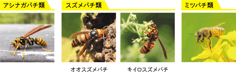 ハチの種類の比較画像。左から順に、アシナガバチ類、スズメバチ類（オオスズメバチ、キイロスズメバチ）、ミツバチ類が示されている。