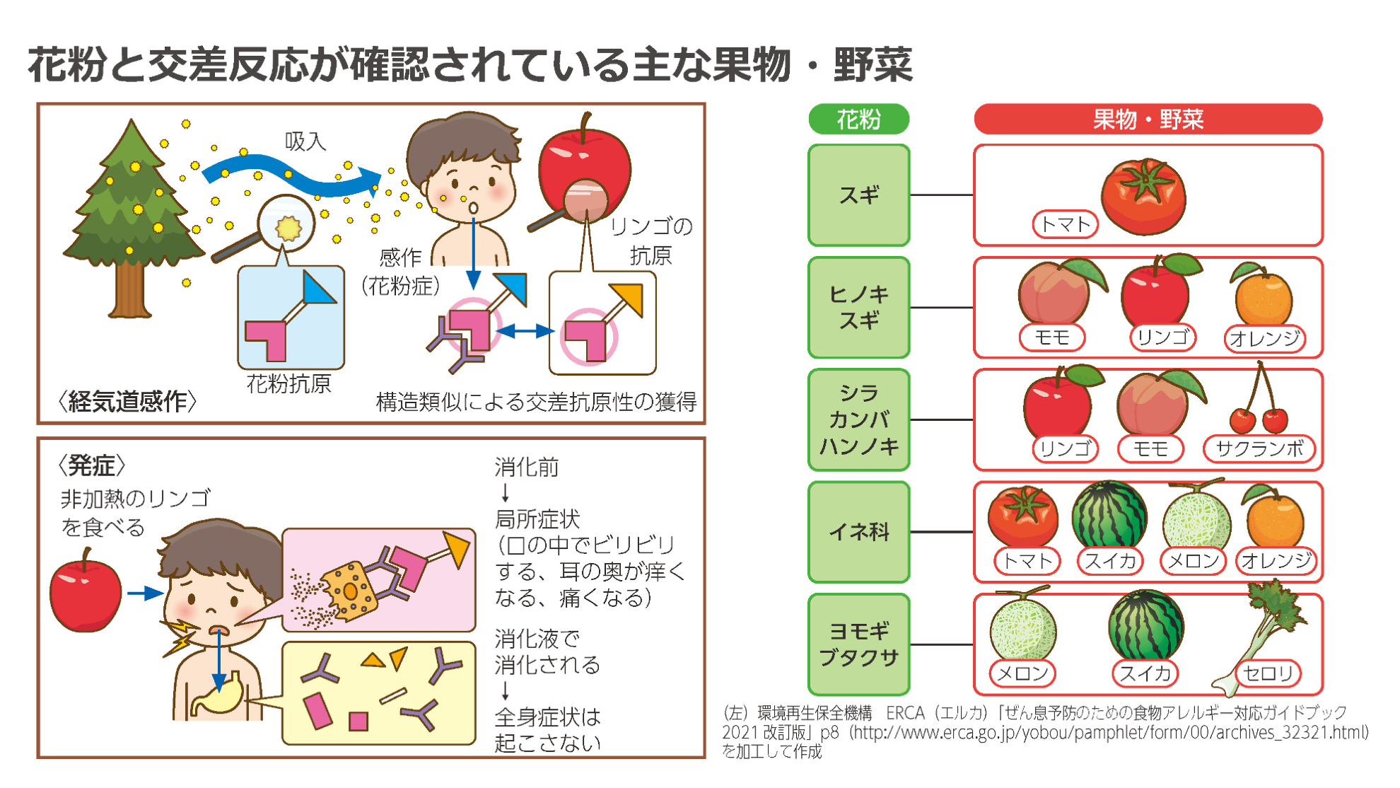 花粉と交差反応する果物・野菜の一覧図。スギ花粉はトマトと関連。ヒノキ・スギ花粉はモモ、リンゴ、オレンジと関連。シラカンバ・ハンノキ花粉はリンゴ、モモ、サクランボと関連。イネ科花粉はトマト、スイカ、メロン、オレンジと関連。ヨモギ・ブタクサ花粉はメロン、スイカ、セロリと関連。