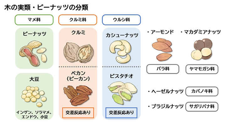 木の実類・ピーナッツの分類図。マメ科にはピーナッツと大豆（インゲン、ソラマメ、エンドウ、小豆など）が含まれる。クルミ科にはクルミとペカン（交差反応あり）。ウルシ科にはカシューナッツとピスタチオ（いずれも交差反応あり）。そのほか、アーモンドはバラ科、マカダミアナッツはヤマモガシ科、ヘーゼルナッツはカバノキ科、ブラジルナッツはサガリバナ科に分類される。